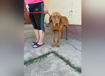 Rio, geboren 05.03.2020, 63cm sucht liebevolles Zuhause