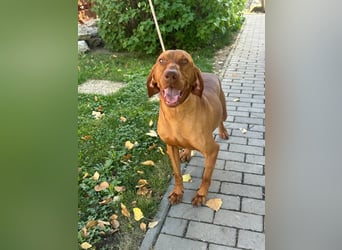 Hunor, geboren 26.06.2021, 55cm sucht seine Menschen