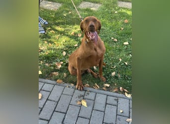 Hunor, geboren 26.06.2021, 55cm sucht seine Menschen