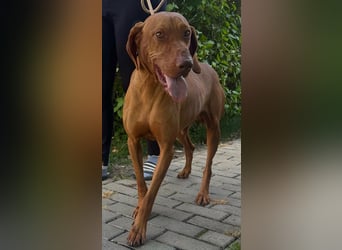 Hunor, geboren 26.06.2021, 55cm sucht seine Menschen