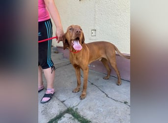 Rio, geboren 05.03.2020, 63cm sucht liebevolles Zuhause