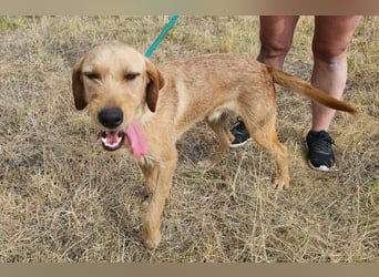 Bere, geboren 01.10.2025, 57cm sucht sein Zuhause