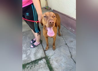 Rio, geboren 05.03.2020, 63cm sucht liebevolles Zuhause