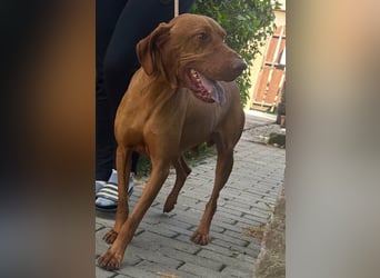 Hunor, geboren 26.06.2021, 55cm sucht seine Menschen