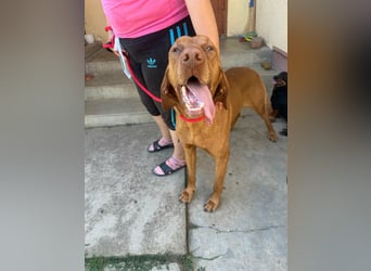 Rio, geboren 05.03.2020, 63cm sucht liebevolles Zuhause