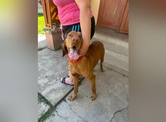 Rio, geboren 05.03.2020, 63cm sucht liebevolles Zuhause