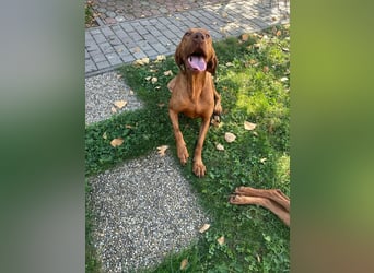 Hunor, geboren 26.06.2021, 55cm sucht seine Menschen