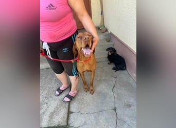 Rio, geboren 05.03.2020, 63cm sucht liebevolles Zuhause