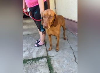 Rio, geboren 05.03.2020, 63cm sucht liebevolles Zuhause