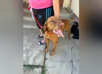 Rio, geboren 05.03.2020, 63cm sucht liebevolles Zuhause