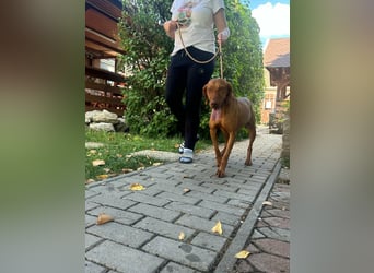 Hunor, geboren 26.06.2021, 55cm sucht seine Menschen