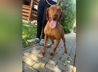 Hunor, geboren 26.06.2021, 55cm sucht seine Menschen