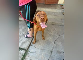 Rio, geboren 05.03.2020, 63cm sucht liebevolles Zuhause