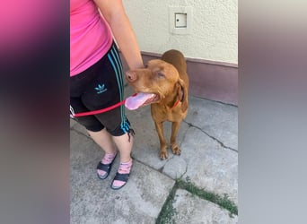 Rio, geboren 05.03.2020, 63cm sucht liebevolles Zuhause