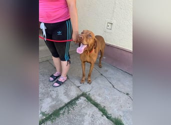 Rio, geboren 05.03.2020, 63cm sucht liebevolles Zuhause