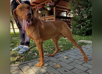 Hunor, geboren 26.06.2021, 55cm sucht seine Menschen