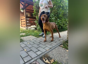 Hunor, geboren 26.06.2021, 55cm sucht seine Menschen