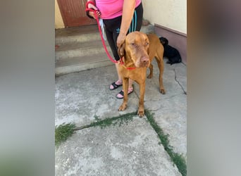 Rio, geboren 05.03.2020, 63cm sucht liebevolles Zuhause
