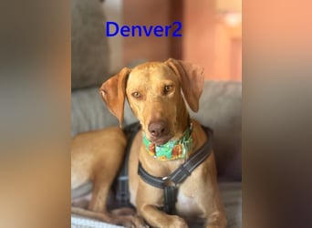 Denver2 geb. 02/2025 (ESP) - verspielter Magyar Vizsla-Mix sucht Pflegestelle oder liebes Zuhause!