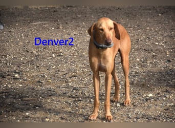 Denver2 geb. 02/2025 (ESP) - verspielter Magyar Vizsla-Mix sucht Pflegestelle oder liebes Zuhause!
