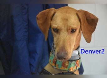 Denver2 geb. 02/2025 (ESP) - verspielter Magyar Vizsla-Mix sucht Pflegestelle oder liebes Zuhause!