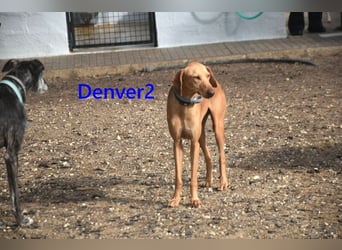 Denver2 geb. 02/2025 (ESP) - verspielter Magyar Vizsla-Mix sucht Pflegestelle oder liebes Zuhause!