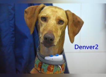 Denver2 geb. 02/2025 (ESP) - verspielter Magyar Vizsla-Mix sucht Pflegestelle oder liebes Zuhause!