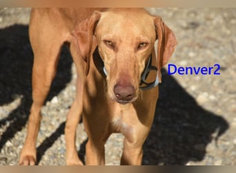 Denver2 geb. 02/2025 (ESP) - verspielter Magyar Vizsla-Mix sucht Pflegestelle oder liebes Zuhause!