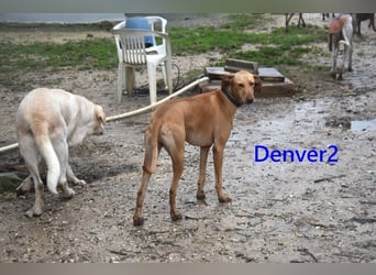 Denver2 geb. 02/2025 (ESP) - verspielter Magyar Vizsla-Mix sucht Pflegestelle oder liebes Zuhause!