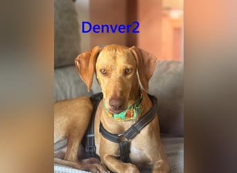 Denver2 geb. 02/2025 (ESP) - verspielter Magyar Vizsla-Mix sucht Pflegestelle oder liebes Zuhause!