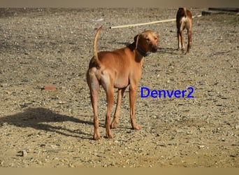 Denver2 geb. 02/2025 (ESP) - verspielter Magyar Vizsla-Mix sucht Pflegestelle oder liebes Zuhause!