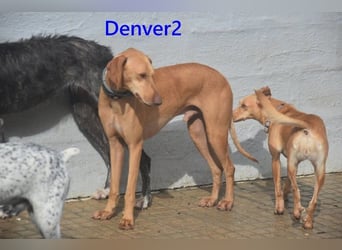 Denver2 geb. 02/2025 (ESP) - verspielter Magyar Vizsla-Mix sucht Pflegestelle oder liebes Zuhause!