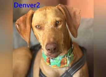 Denver2 geb. 02/2025 (ESP) - verspielter Magyar Vizsla-Mix sucht Pflegestelle oder liebes Zuhause!