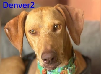 Denver2 geb. 02/2025 (ESP) - verspielter Magyar Vizsla-Mix sucht Pflegestelle oder liebes Zuhause!