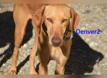 Denver2 geb. 02/2025 (ESP) - verspielter Magyar Vizsla-Mix sucht Pflegestelle oder liebes Zuhause!