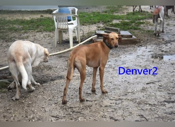 Denver2 geb. 02/2025 (ESP) - verspielter Magyar Vizsla-Mix sucht Pflegestelle oder liebes Zuhause!