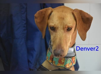 Denver2 geb. 02/2025 (ESP) - verspielter Magyar Vizsla-Mix sucht Pflegestelle oder liebes Zuhause!