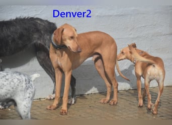 Denver2 geb. 02/2025 (ESP) - verspielter Magyar Vizsla-Mix sucht Pflegestelle oder liebes Zuhause!