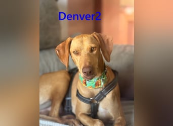 Denver2 geb. 02/2025 (ESP) - verspielter Magyar Vizsla-Mix sucht Pflegestelle oder liebes Zuhause!