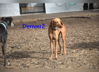 Denver2 geb. 02/2025 (ESP) - verspielter Magyar Vizsla-Mix sucht Pflegestelle oder liebes Zuhause!