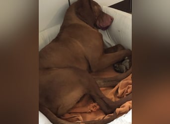 Ich heiße Ronny ....-Magyar Vizsla-