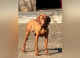 Ich heiße Ronny ....-Magyar Vizsla-