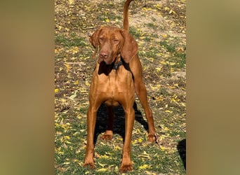 Ich heiße Ronny ....-Magyar Vizsla-