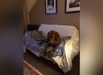 Ich heiße Ronny ....-Magyar Vizsla-