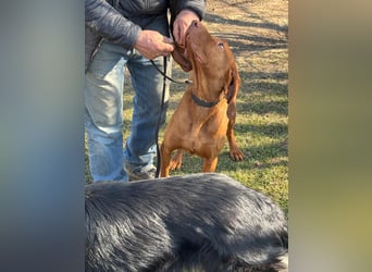 Ich heiße Ronny ....-Magyar Vizsla-