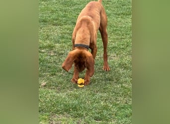 Ich heiße Ronny ....-Magyar Vizsla-