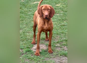 Ich heiße Ronny ....-Magyar Vizsla-