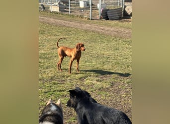 Ich heiße Ronny ....-Magyar Vizsla-