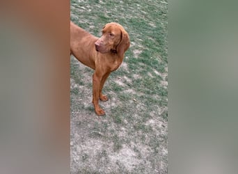 Ich heiße Ronny ....-Magyar Vizsla-