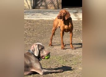 Ich heiße Ronny ....-Magyar Vizsla-